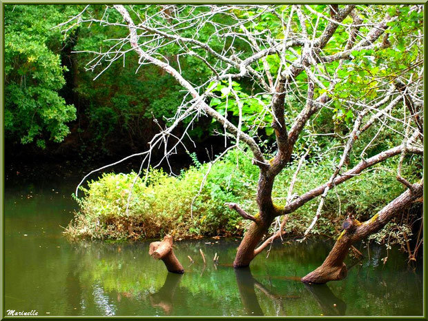 Bois et reflets, en début d'automne, en bordure de La Leyre, Sentier du Littoral au lieu-dit Lamothe, Le Teich, Bassin d'Arcachon (33) 