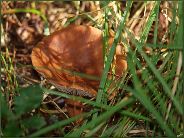 Lactaire Roux en forêt sur le Bassin d'Arcachon