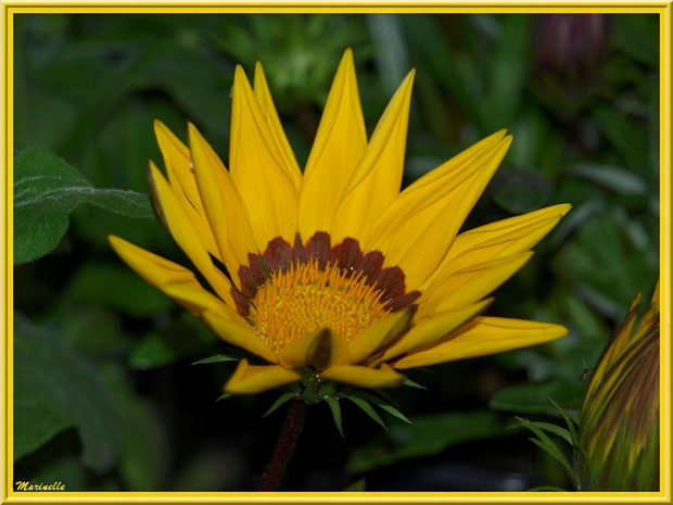 Gazania en éclosion