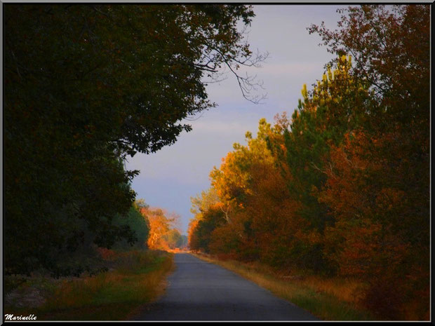 Soleil couchant en forêt automnale sur le Bassin d'Arcachon (33) 