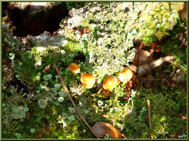 Au soleil, Hypholomes et lichen Cladonie Fimbriée en forêt sur le Bassin d'Arcachon