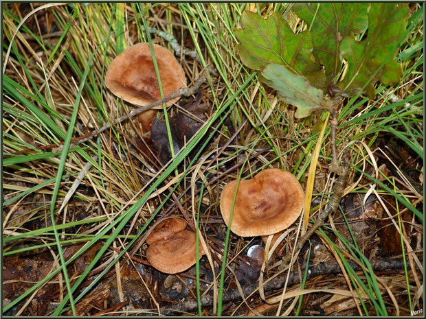 Lactaires Sanguins en forêt sur le Bassin d'Arcachon