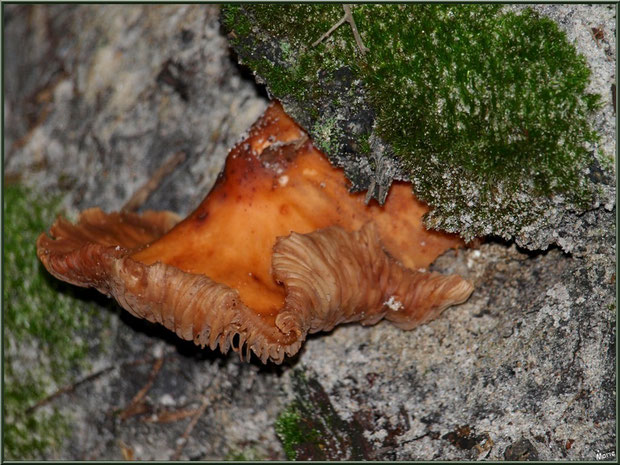 Pholiote dorée vieillissante au creux d'un pin, en forêt sur le Bassin d'Arcachon