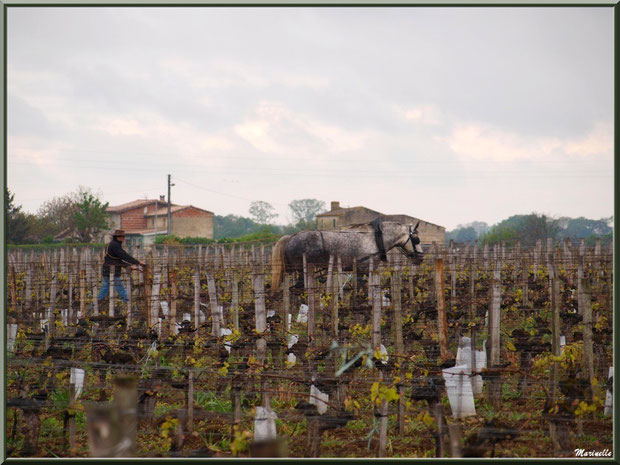 "Cheval des Vignes"au labour dans un vignoble à St Sulpice de Faleyrens (33) en avril 2012 