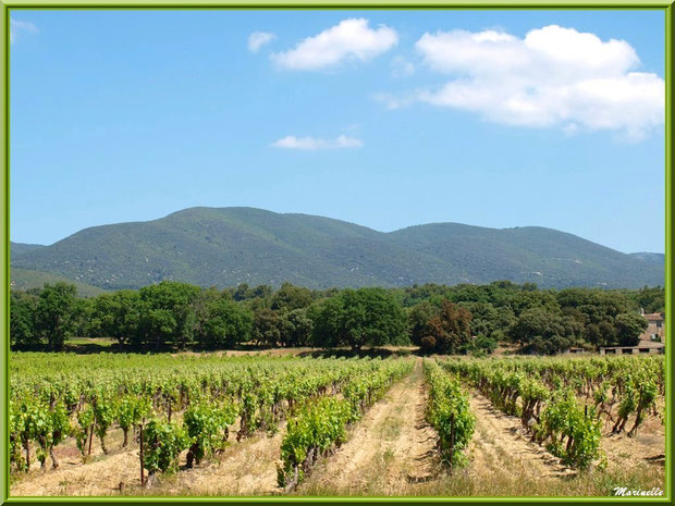 Vignoble dans la campagne environnante du village de Cucuron, Lubéron (84) 