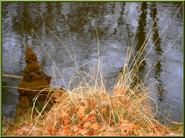Végétation hivernale et reflets en bordure de La Leyre, Sentier du Littoral au lieu-dit Lamothe, Le Teich, Bassin d'Arcachon (33)