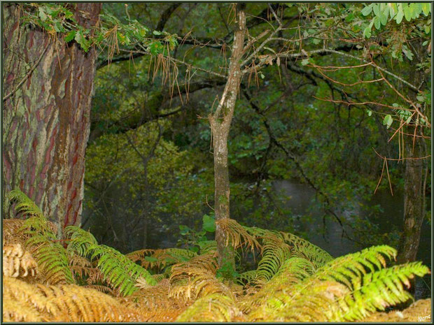 Végétation automnale en bordure du Canal des Landes au Parc de la Chêneraie à Gujan-Mestras (Bassin d'Arcachon)