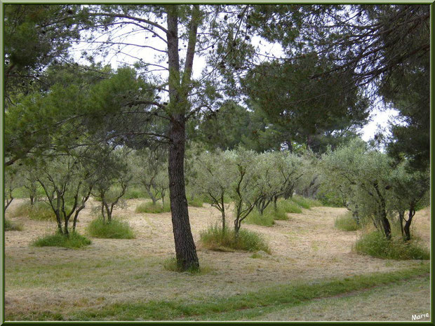 Oliveraie bordant l'allée menant au monastère de Saint Paul de Mausole à Saint Rémy de Provence (Alpilles - 13)