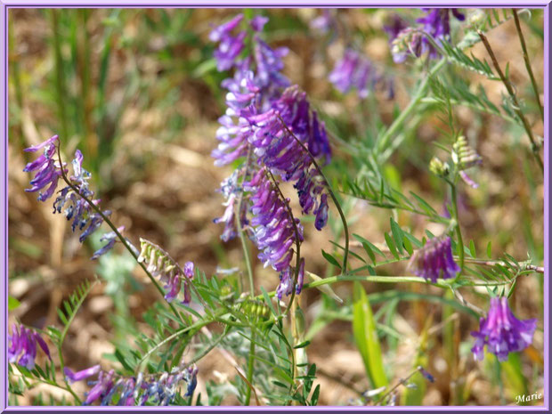 Vesces des Haies en fleurs dans la campagne autour du village d'Eygalières dans les Alpilles (Bouches du Rhône)