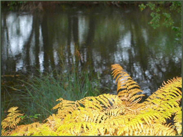 Végétation automnale et reflets sur le Canal des Landes au Parc de la Chêneraie à Gujan-Mestras (Bassin d'Arcachon)