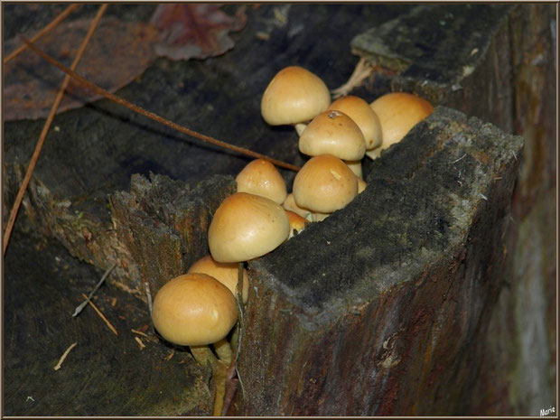 Petits Hypholomes en Touffe au creux d'une souche de pin en forêt sur le Bassin d'Arcachon