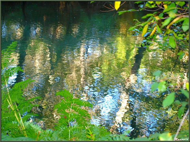 Végétation automnale et reflets en bordure de La Leyre, Sentier du Littoral au lieu-dit Lamothe, Le Teich, Bassin d'Arcachon (33) 