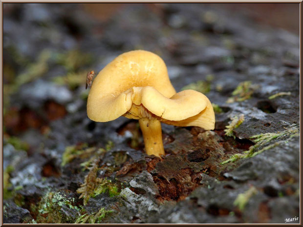 Clitocybe Orangé et son petit locataire en forêt sur le Bassin d'Arcachon