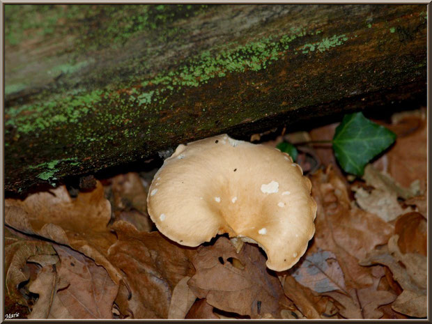 Clitocybe en Entonnoir au pied d'une branche morte en forêt sur le Bassin d'Arcachon
