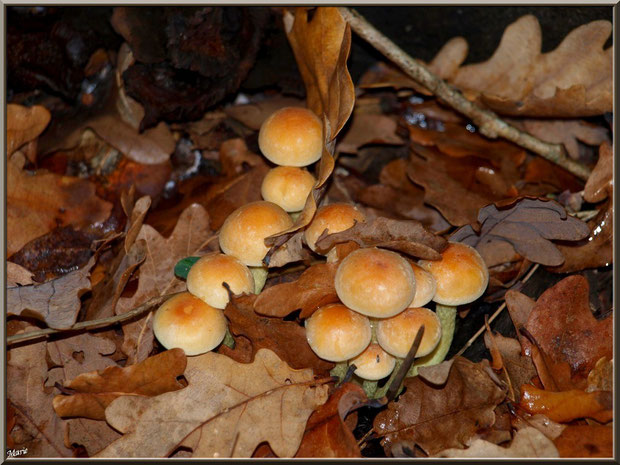 Hypholomes en Touffe au coeur d'un lit de feuilles de chêne en forêt sur le Bassin d'Arcachon