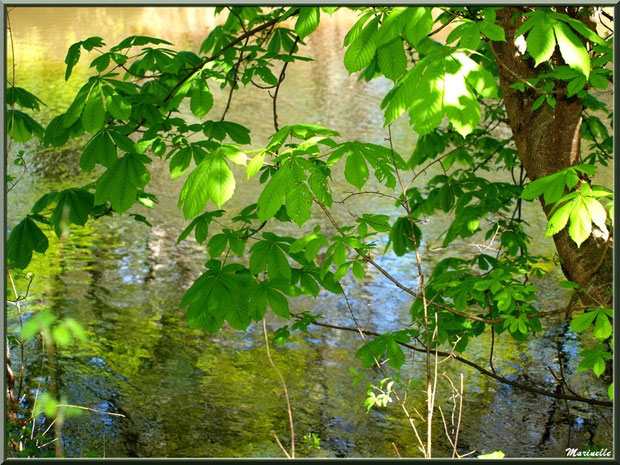 Marronniers et reflets sur La Leyre, Sentier du Littotal au lieu-dit Lamothe, Le Teich, Bassin d'Arcachon (33)