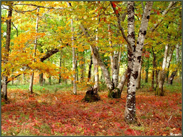 Sous-bois en tenue automnale dans la forêt sur le Bassin d'Arcachon (33) 