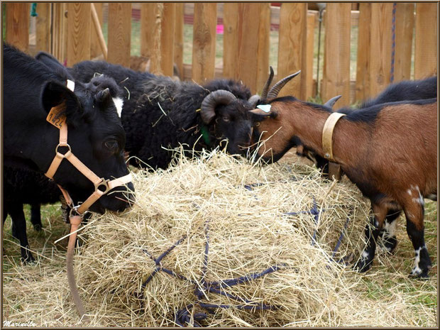 Assortiment animalier à la mini-ferme, Fête au Fromage, Hera deu Hromatge, à Laruns en Vallée d'Ossau (64)