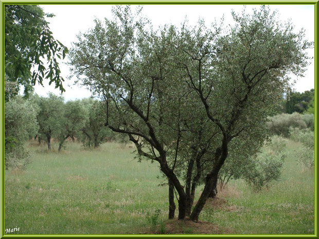 Oliveraie à Saint Rémy de Provence, Bouches du Rhône
