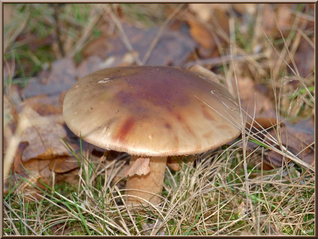 Amanite Rougissante ou Rougeâtre ou Vineuse ou Golmotte en forêt du Bassin d'Arcachon