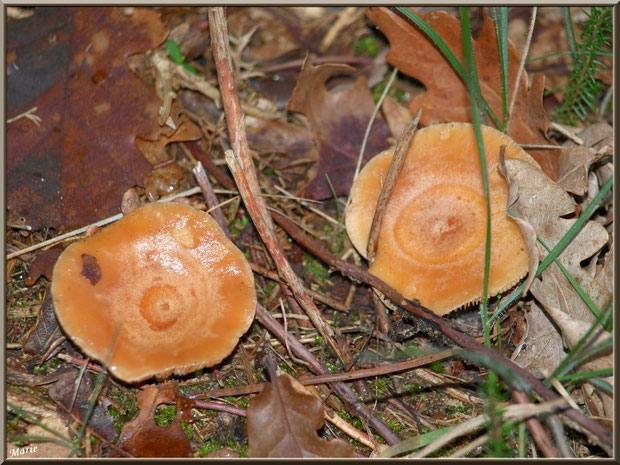 Lactaires Sanguins en forêt sur le Bassin d'Arcachon
