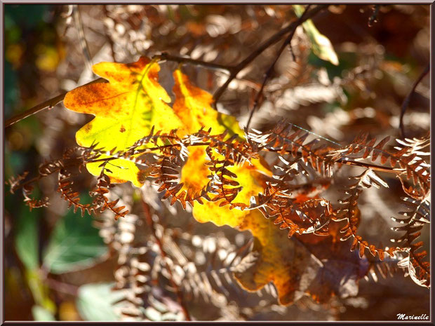 Fougère automnale et feuilles de chênes suspendues, en forêt sur le Bassin d'Arcachon (33)