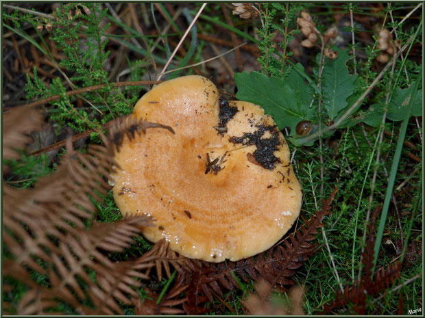 Lactaire Sanguin en forêt sur le Bassin d'Arcachon