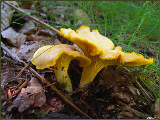 Girolles en forêt sur le Bassin d'Arcachon