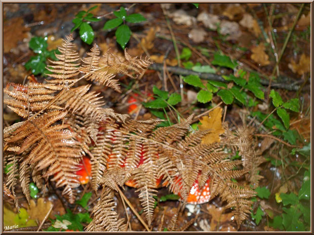 Amanites Tue-mouches, cachées en famille, en forêt sur le Bassin d'Arcachon
