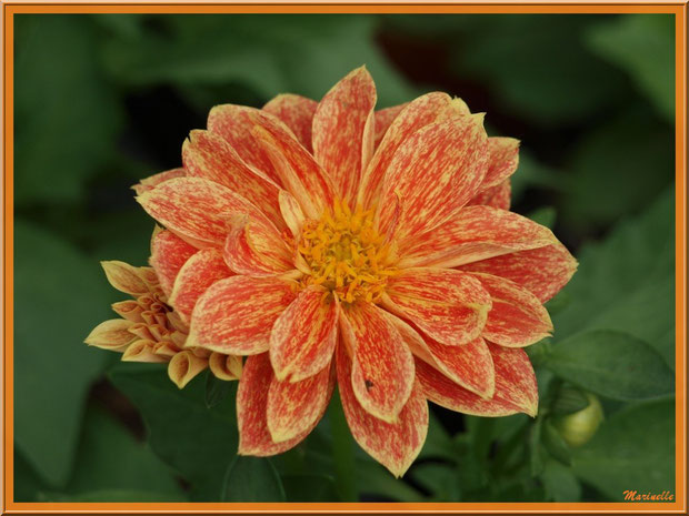 Dahlia orangé, au jardin
