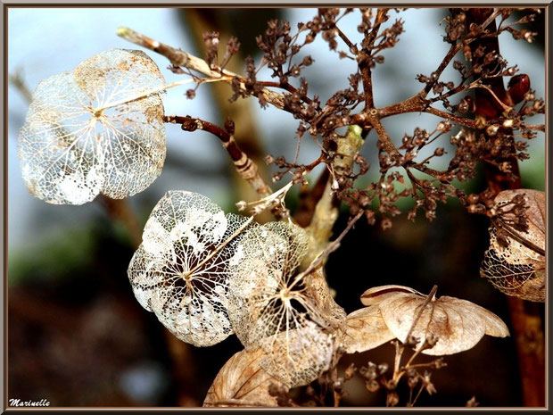 Comme une dentelle... Fleur d'hortensia en hiver