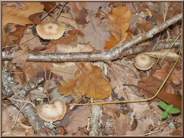 Collybies en trio en forêt sur le Bassin d'Arcachon