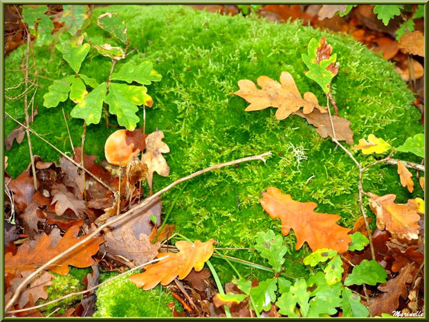 Feuilles de chêne automnale et champignons sur tapis de mousse, forêt sur le Bassin d'Arcachon (33)