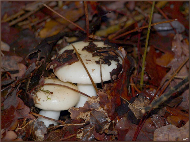 Jolies Russules en forêt sur le Bassin d'Arcachon