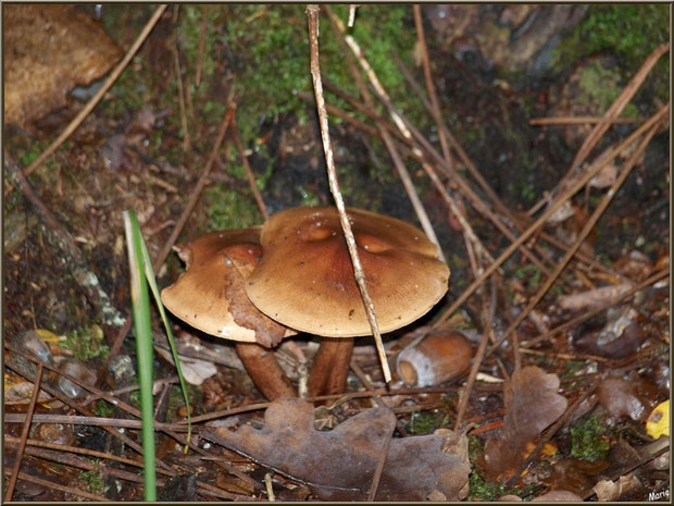 Champignons marron en forêt sur le Bassin d'Arcachon