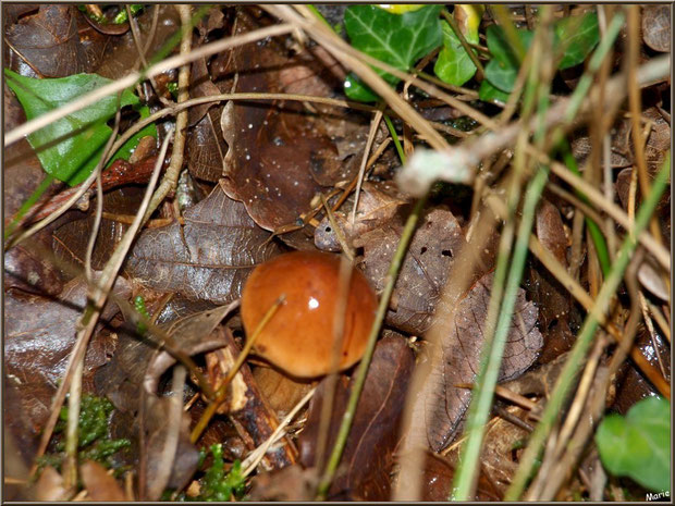 Minuscule champignon luisant en forêt sur le Bassin d'Arcachon
