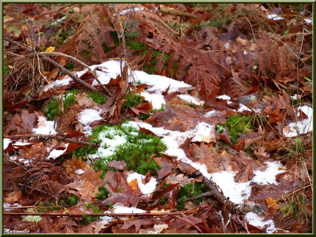 Feuilles de chêne et fougères sur tapis de mousse avec un reste de manteau neigeux, forêt sur le Bassin d'Arcachon (33)