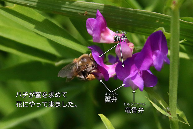 ハチは花の奥の蜜を吸うために、翼弁と竜骨弁を押し下げます