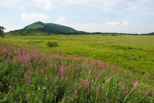 ヤナギランが咲く八島ヶ原湿原　　2008.08.03　alt=1630m