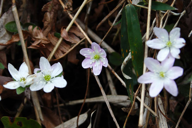 スハマソウの花色は、個体差がありました。