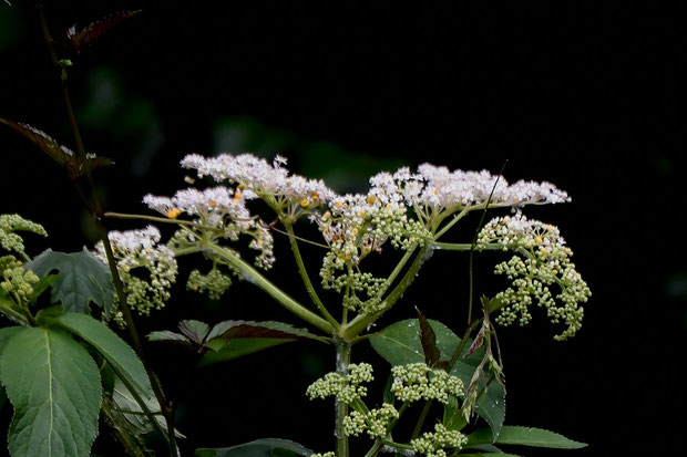 ソクズの花には蜜がなく、花序の中にまばらにある、黄色の腺体に蜜をためるそうです