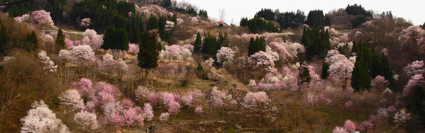 北信州は今桜が満開！