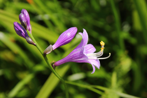 コバギボウシの花　　それでも、近寄って見ればなかなか美しい花です