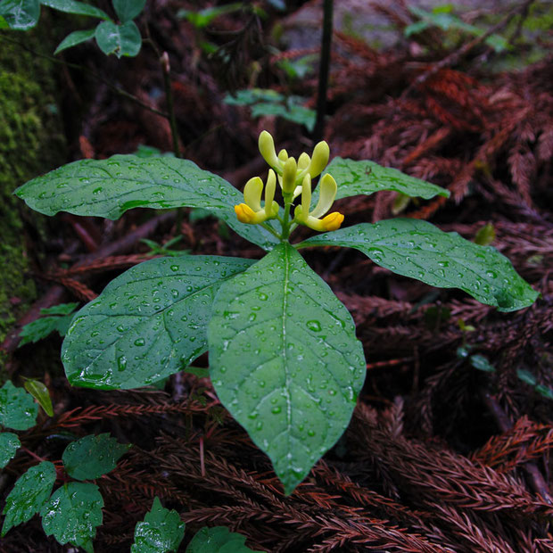 カキノハグサ