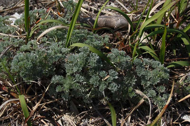 カワラヨモギがいた！　目的の植物は、カワラヨモギに寄生するのです！