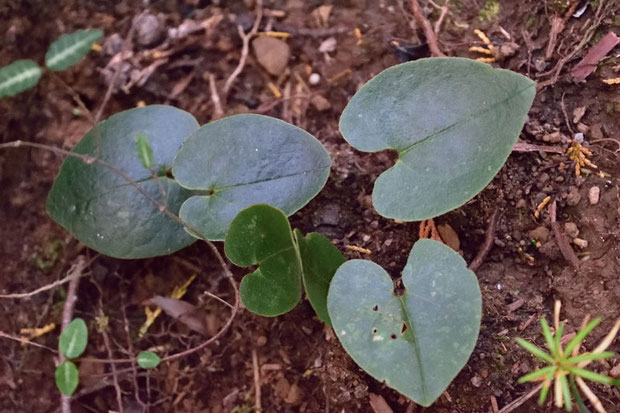 環境省が絶滅危惧1B類に指定している植物　　葉は長さは5〜10cm、幅は4〜7cm