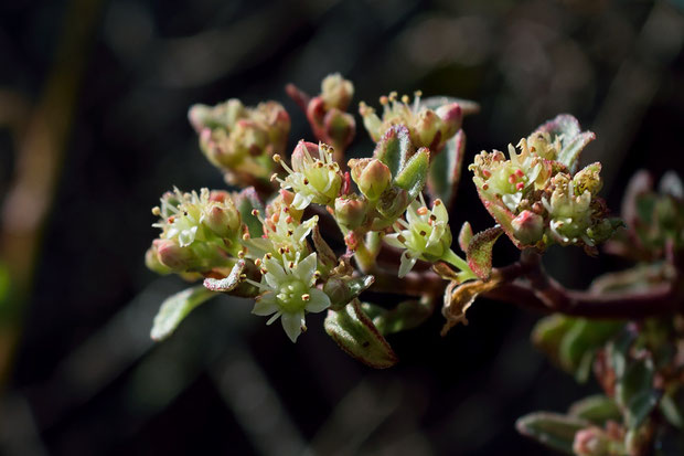 オオチチッパベンケイの花　　花弁は5つ　雄しべは10個あり、花弁より長い