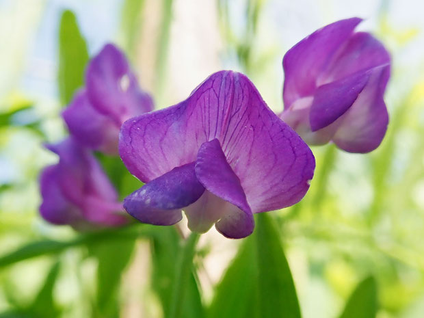 如何にもマメ科っぽいレンリソウの花