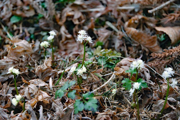 セリバオウレン (芹葉黄蓮)　キンポウゲ科　　2021.02.23　東京都あきる野市