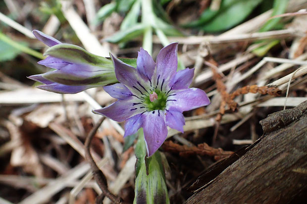 ハルリンドウ　　ややピンク色がかった花